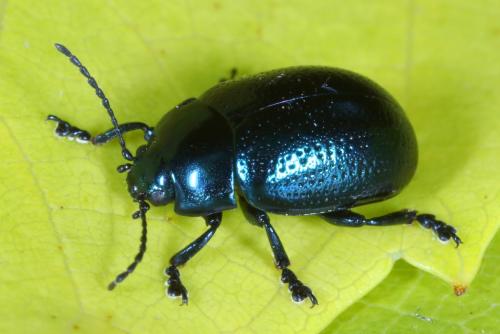 Chrysolina geminata